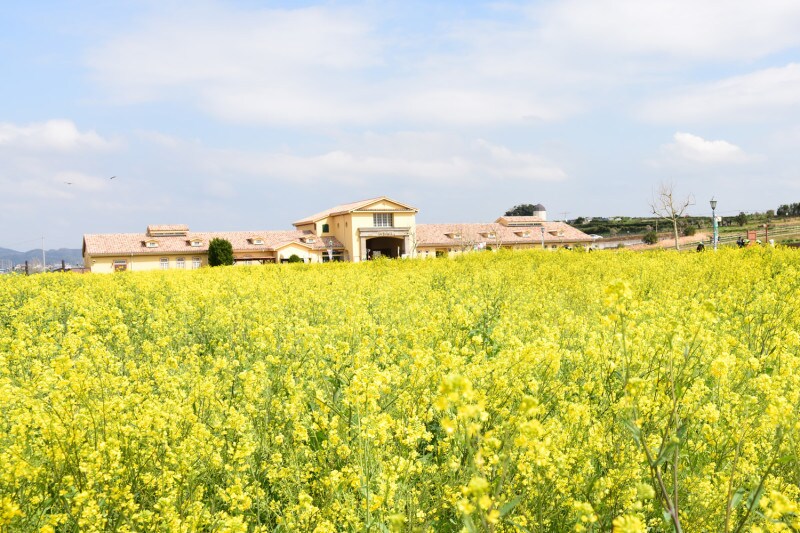 南仏プロヴァンス地方の風景をイメージした農と海の体験パーク「ソレイユの丘」