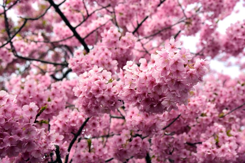 1月下旬～3月上旬頃の1ヶ月間にわたり、濃いピンク色の花を咲かせる「河津桜(かわずさくら)」