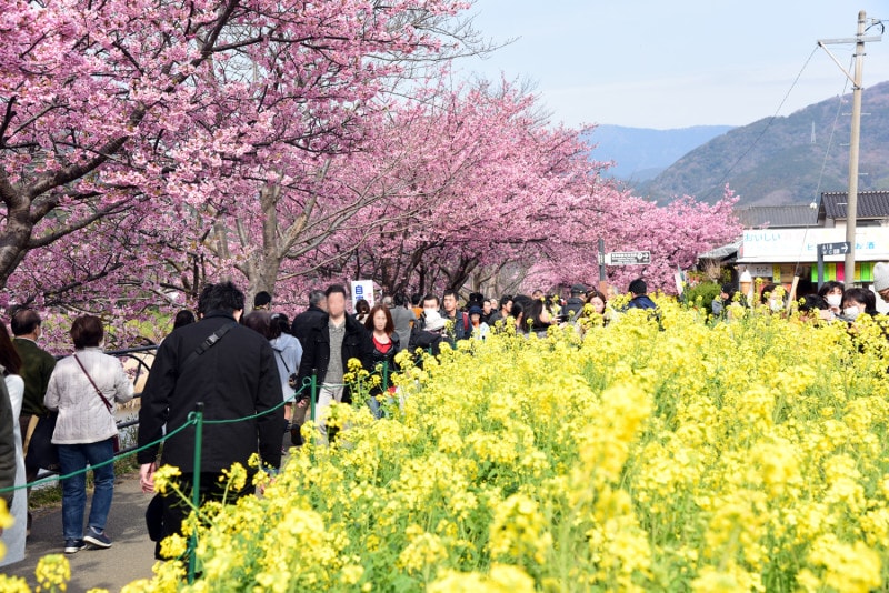 「菜の花ロード」と呼ばれるエリアでは、菜の花と河津桜のコラボを楽しむことができ、人気の撮影スポットになっています