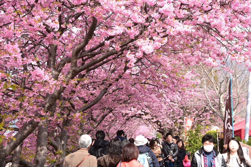 約4kmにわたって河津桜が植えられている河津川沿いの遊歩道