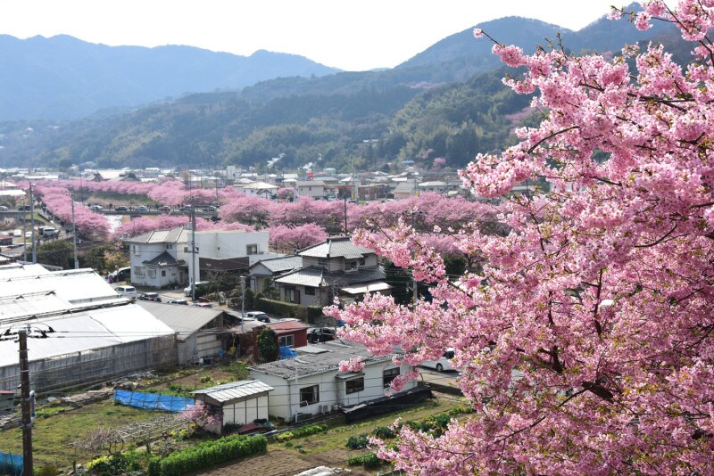 「涅槃堂(ねはんどう)」の「桜見晴台」からの眺め