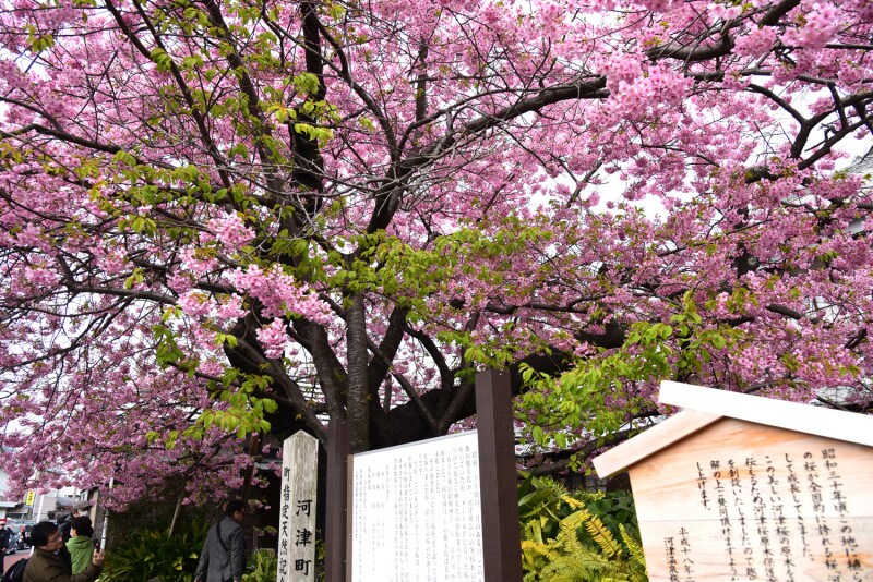町道沿いに植えられている「河津桜の原木」(個人所有)