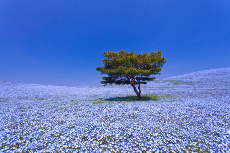 淡いブルーのネモフィラに覆われる丘と空と海が織りなす青のハーモニーに心洗われる茨城県「国営ひたち海浜公園」の「みはらしの丘」