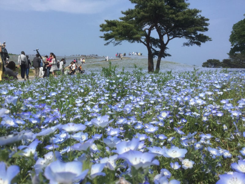 淡いブルーの小さな花、ネモフィラが丘を覆うように咲き、まるで空や海の一部に溶け込んだような不思議な空間が現出