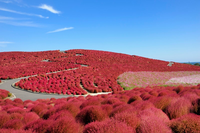 「みはらしの丘」は、秋にはコキアの紅葉で真っ赤になる