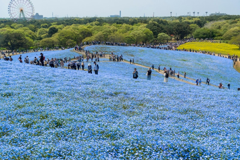 「みはらしの丘」の頂上付近より。遠くには大観覧車も見えます