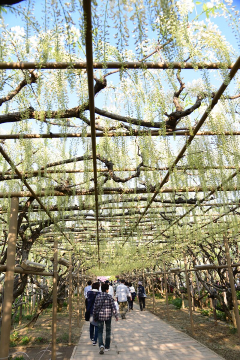 白藤のトンネル