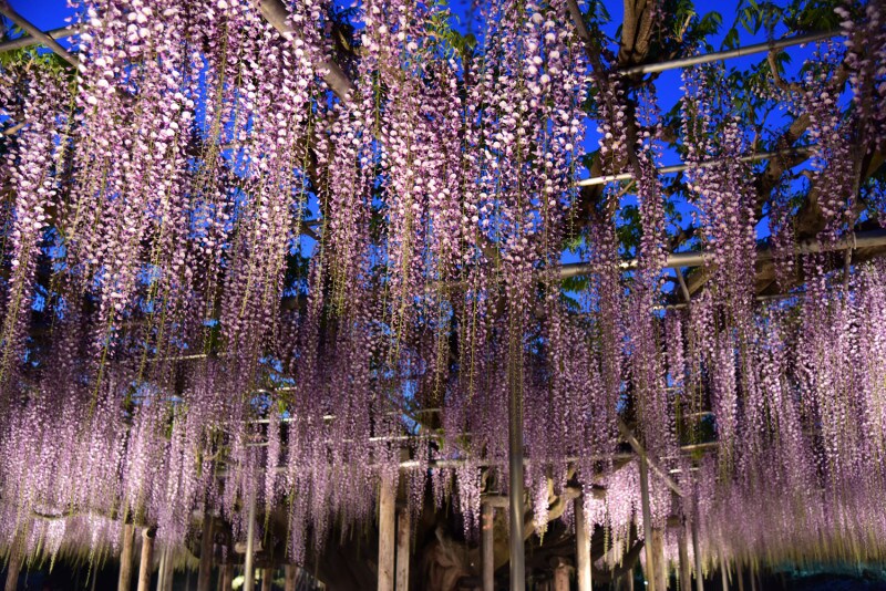 幻想的な藤棚のライトアップ