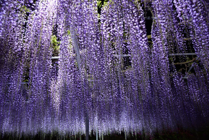 幻想的な藤棚のライトアップ
