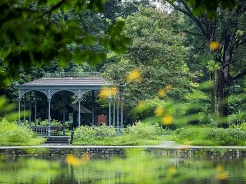 シンガポール植物園を楽しむなら、無料のツアーに参加するのもおすすめ