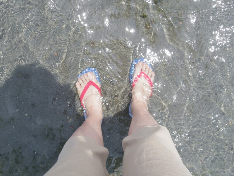 浜名湖の透明度の高い水の中には貝がいっぱい