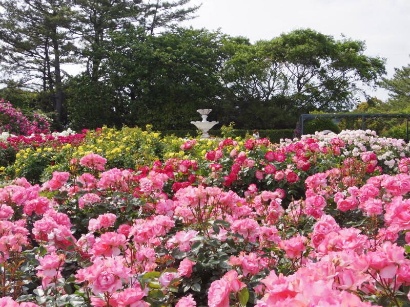 はままつフラワーパークのローズガーデン