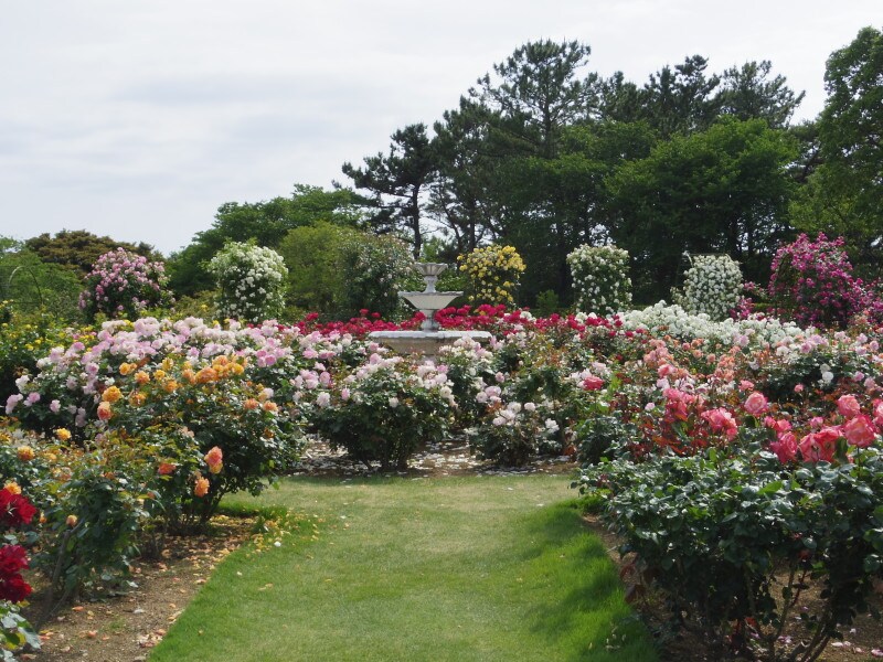 ローズガーデン