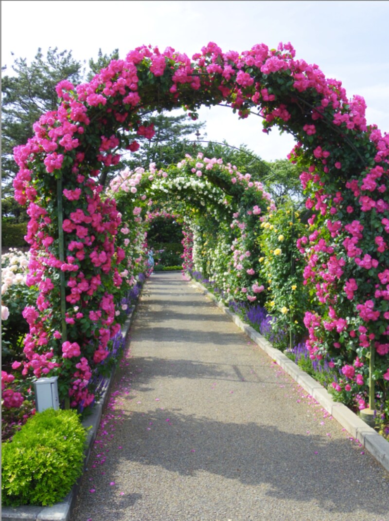 はままつフラワーパークのバラのトンネル