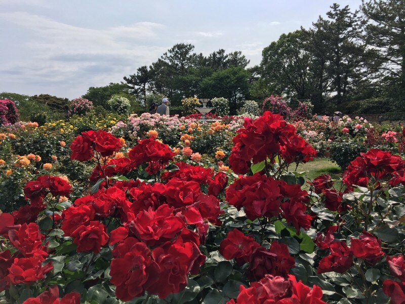 ローズガーデン