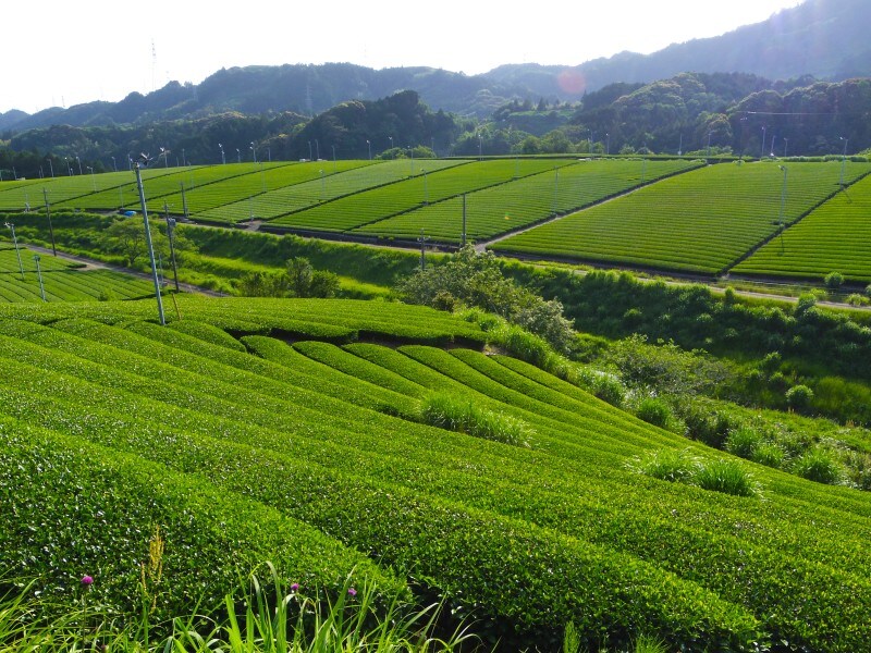 東山地区の茶畑