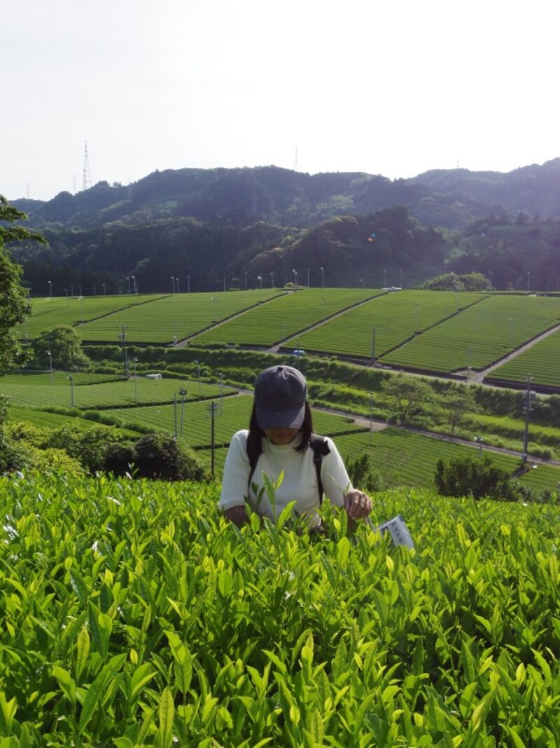 茶摘み