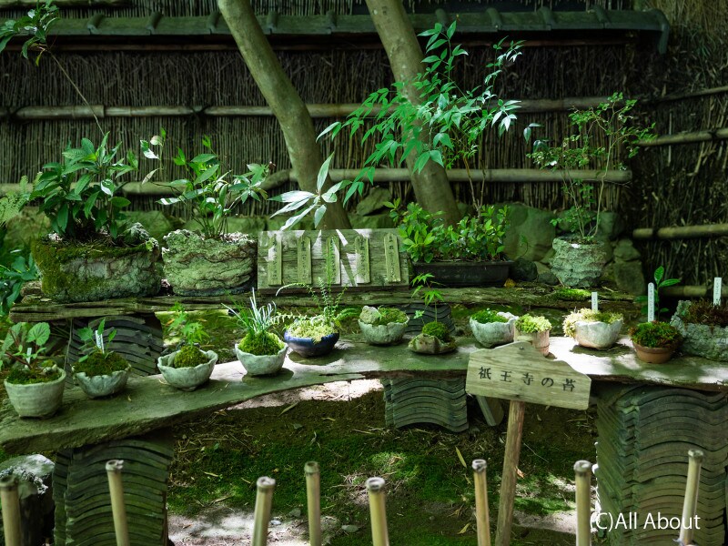 祇王寺の苔の展示