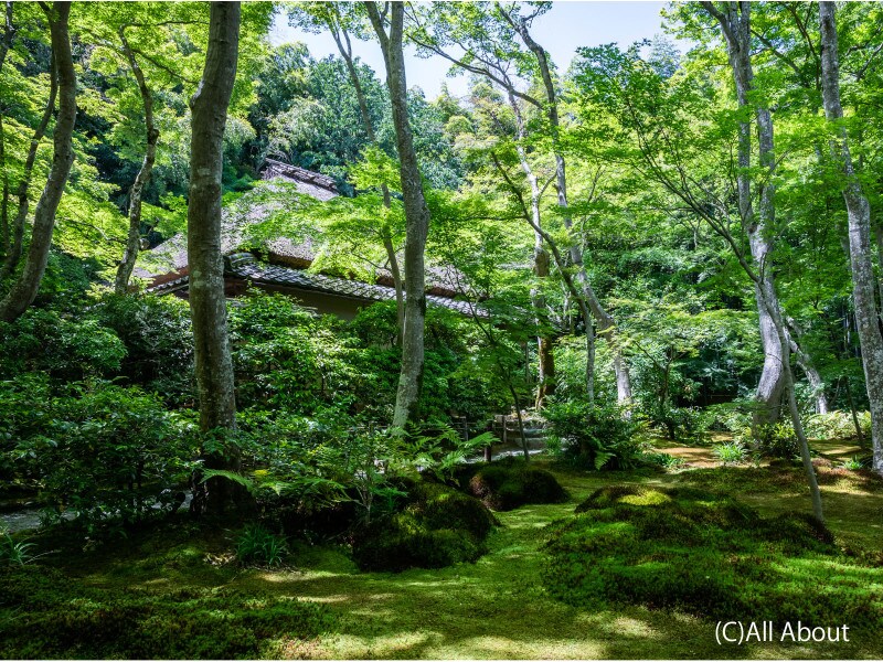 京都のお寺巡り3.祇王寺の苔庭