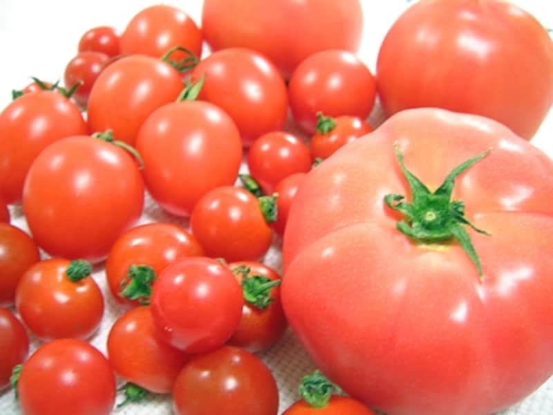 色んな大きさundefined色んな味わいundefinedあなたの好みのトマトはどれですか？