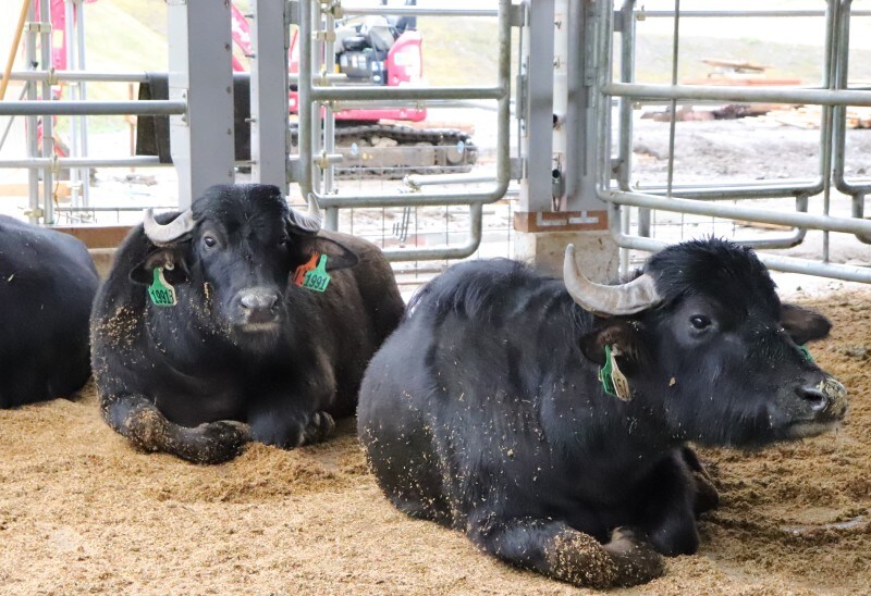 クルックフィールズ　KURKKUFIELDS　水牛　出来たて モッツァレラ　木更津