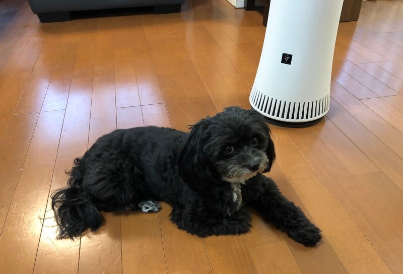 ペットとの暮らしをより快適にしてくれる除菌脱臭機、オススメです！