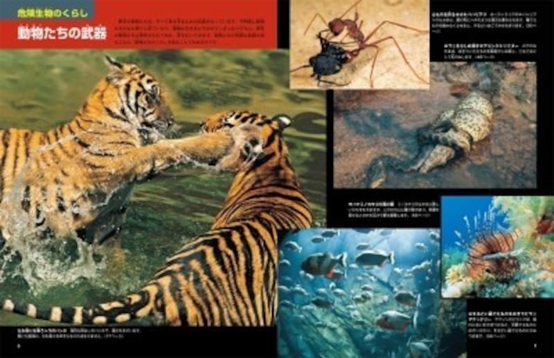 アリからトラまで、生きものの戦う姿を集めたページ。「動物たちの危険な武器を知ることは、動物たちのくらしを知ることでもあります」