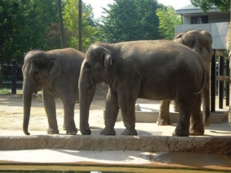 上野の動物園も、もちろん無料開放される(出典:上野動物園の見所)
