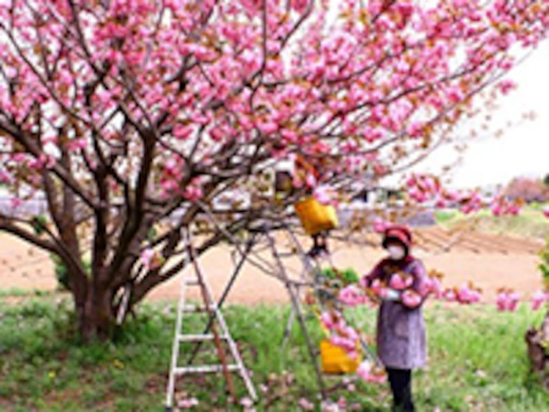 桜花の収穫