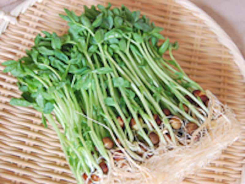 豆苗
