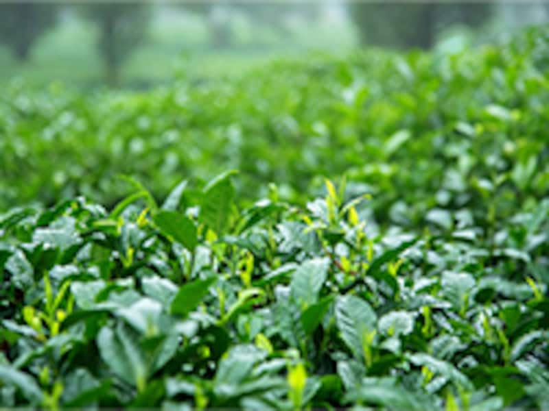 翠ボタニカル緑茶