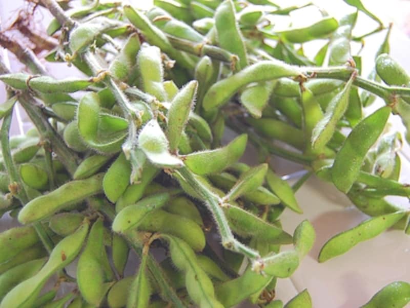 夏は枝豆がおいしい季節。買うなら新鮮な枝付きを！