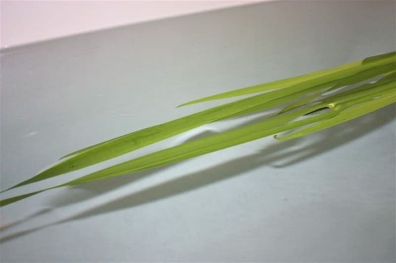 GW中のおうち時間には「こどもの日」の菖蒲湯にトライ！