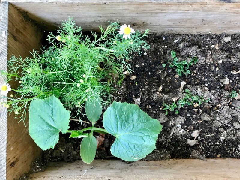 野菜