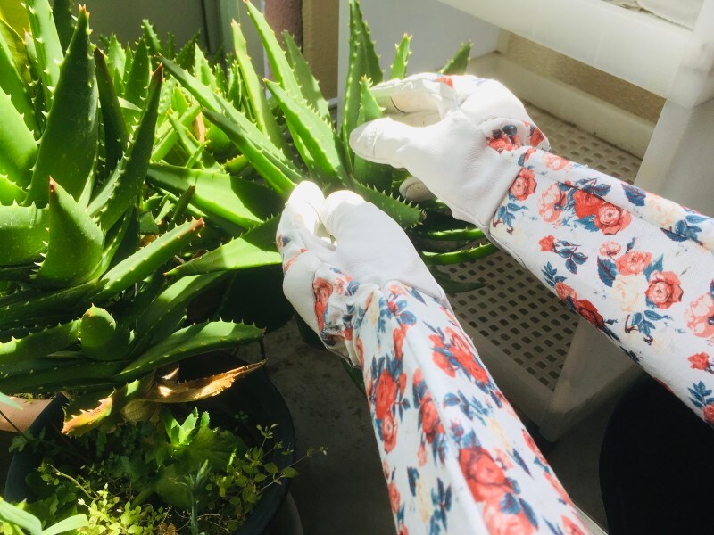 アロエなど固い植物のお手入れもラクチン