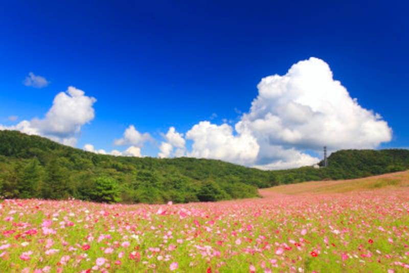 彼岸明けとは お彼岸明け 彼岸の明け