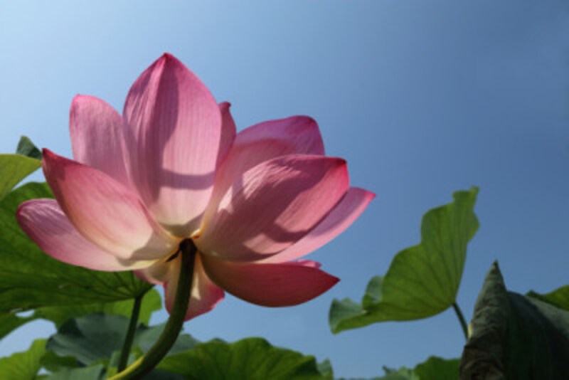 お墓参り 言ってはいけない日 時間