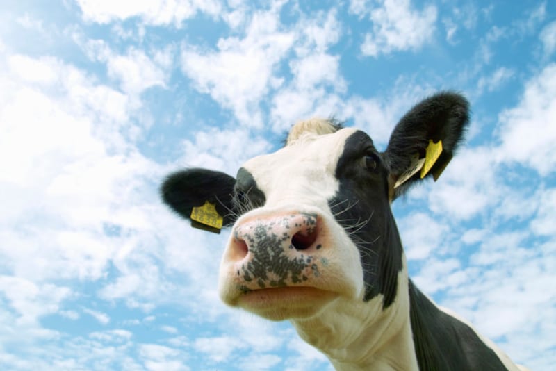 いつも口を動かしているのんびりキャラの牛。牛の鼻には鼻紋があり、個体の識別に用いられます