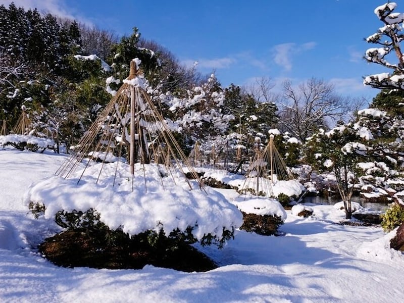 雪吊りをして、雪の重さから木々を守ります