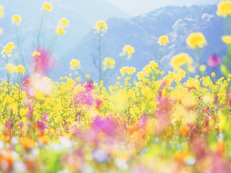 二十四節気のひとつ「清明」は、春の季語になっています