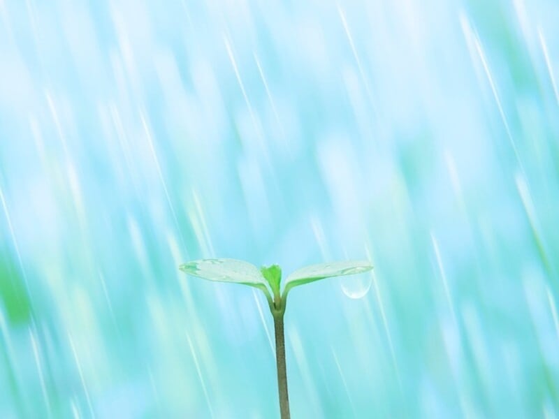 二十四節気のひとつ「穀雨」とは？