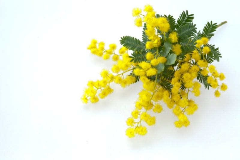 3月8日 ミモザの日 になぜ女性に花を贈る 実は黄色でなかったミモザの豆知識 花言葉 暮らしの歳時記 All About