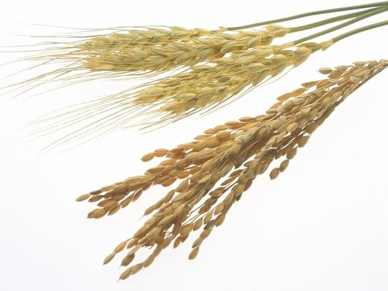 芒種の「芒」は、稲穂や麦穂の穂先にある細い毛のような部分を指します