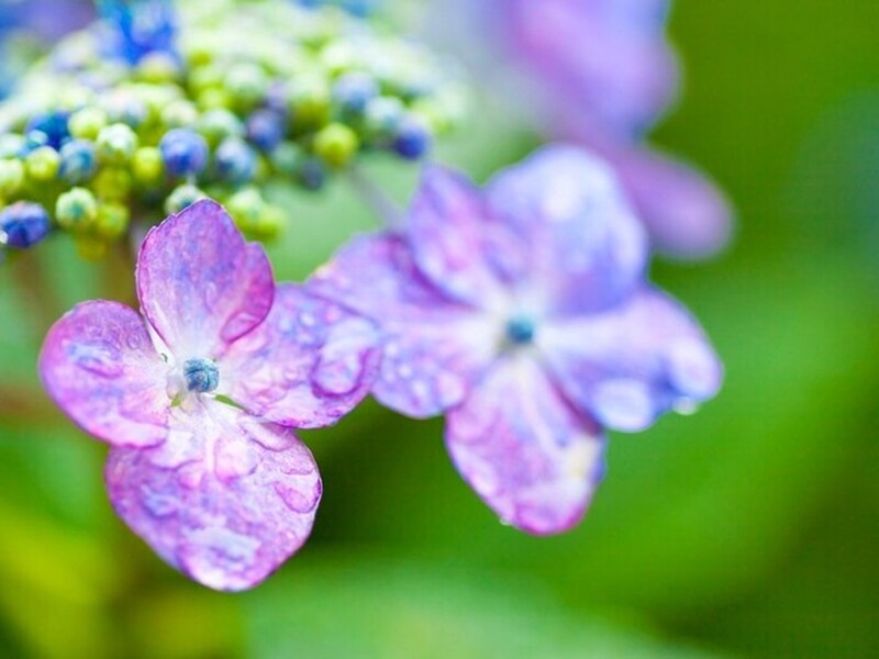 紫陽花は濡れた姿も美しく、梅雨に彩りを添えます