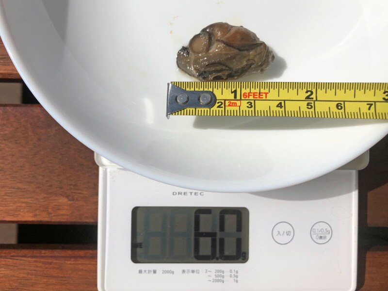 業務スーパーの缶詰がおすすめ！イチオシは「スモーク牡蠣 オイル漬け」