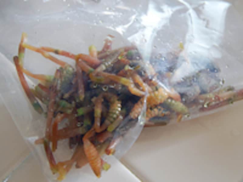 つくしの保存方法。