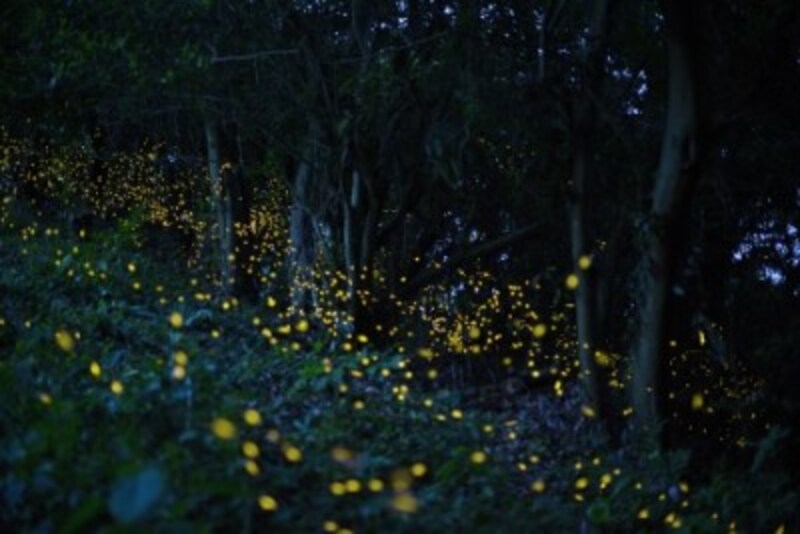 5月行事 蛍狩り