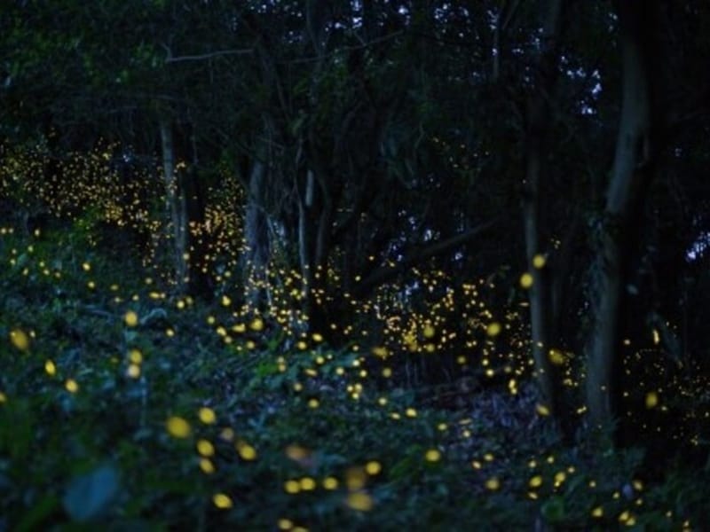 5月下旬から蛍の光が見られるところも