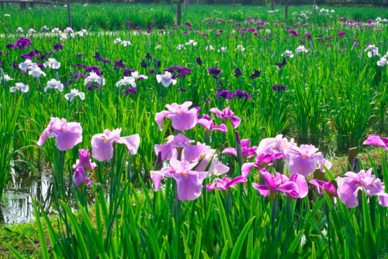 いずれ菖蒲か杜若 とは 菖蒲湯に入れるのは何 アヤメ カキツバタ ショウブの違いや見分け方 暮らしの歳時記 All About