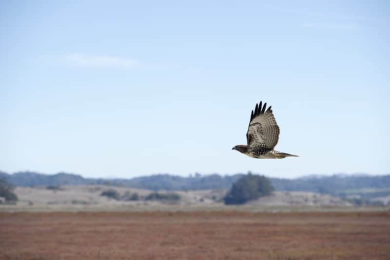 鷹の子は、飛び方を覚え狩りを学ぶと親のもとから巣立っていきます
